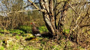 Весенний день. Слышны птицы и ветерок...