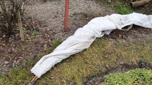 💁 Как укрыть виноград на зиму, сохранить саженцы и черенки 🍇🍇🍇