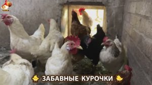 Забавные курочки несушки на сельском подворье 🤗😂😜 (17)