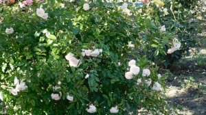 ВИДЕО ПВН  АВ   (144)