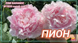 Нежно-розовый пион Pink Radiance / Сад Ворошиловой