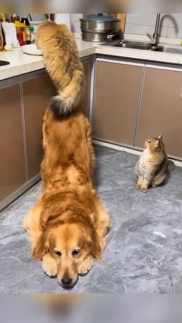 Друг в беде не бросит👍😅😁