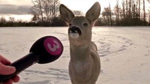 #смешныевидео -169