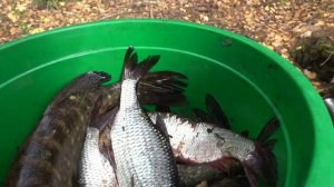 Золотой октябрь #12