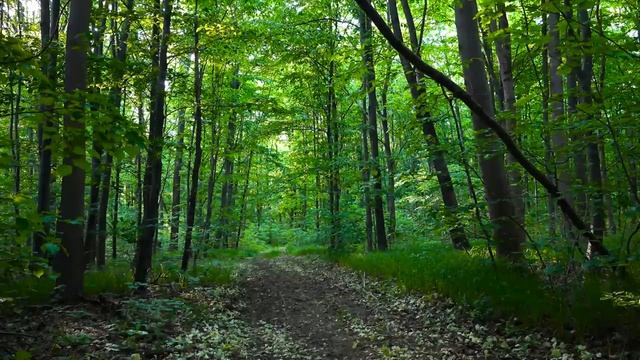 Гаряев-Матрицы.РФ__МОЩНЫЙ НАСТРОЙ НАПОЛНЕНИЕ СИЛОЙ ИСЦЕЛЕНИЯ И ЗДОРОВЬЯ смотреть онлайн