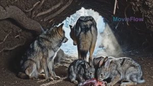 Волки воспитывают зайцев.