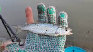 Рыбалка на реке Кубань — поймал краснокнижную рыбку!