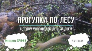 Прогулки по лесу. День за днем с дедом Многоведом. 9 ноября 2025г. Эпизод 963.