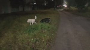 Опять укольчики + витаминчики - лечим цыпленка. Прогулка в свете фонарей- я, Дина и Луша.