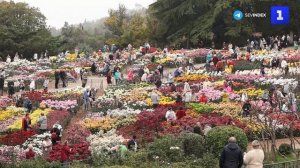 «Осеннее танго»: 72-й Бал хризантем проходит в Никитском ботсаду