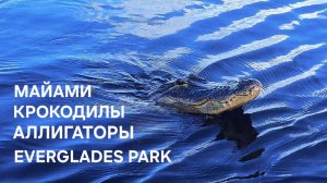 Окунулись в Майами⚡️ Крокодилы и Аллигаторы зашли💯