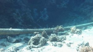 Темка-дайвер