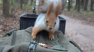 Белки. Бельчонок вскрыл грецкий орех. Зарисовка