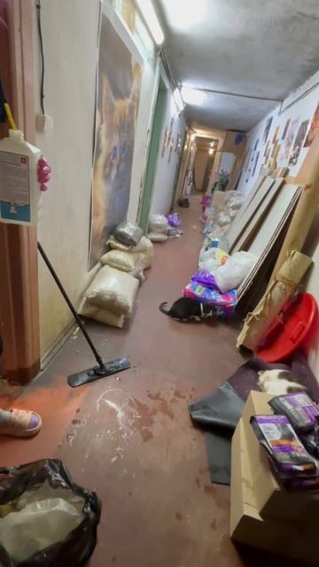 Яндекс доставка. побывала в доме котиков. шортс обзор котики яндекс доставка еда топ