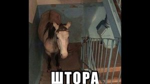 картинки САС мыслом часть 2