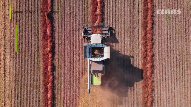 CLAAS TRION 660 на уборке гречихи в Алтайском крае смотреть онлайн