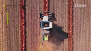 CLAAS TRION 660 на уборке гречихи в Алтайском крае