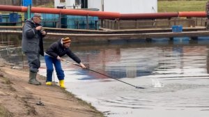 Поимки форели !!!