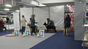 Сравнение класса юниоров