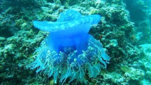 12 октября - День дайвера