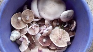 ПО ГРИБЫ 09.11.2025Г. ПОКАЗАЛ ТЕСТЮ ГРИБНЫЕ МЕСТА. СИНЯЯ НОЖКА И ШАМПИНЬОНЫ #грибы