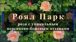 Роял Парк - роза с уникальным персиково-бежевым оттенком