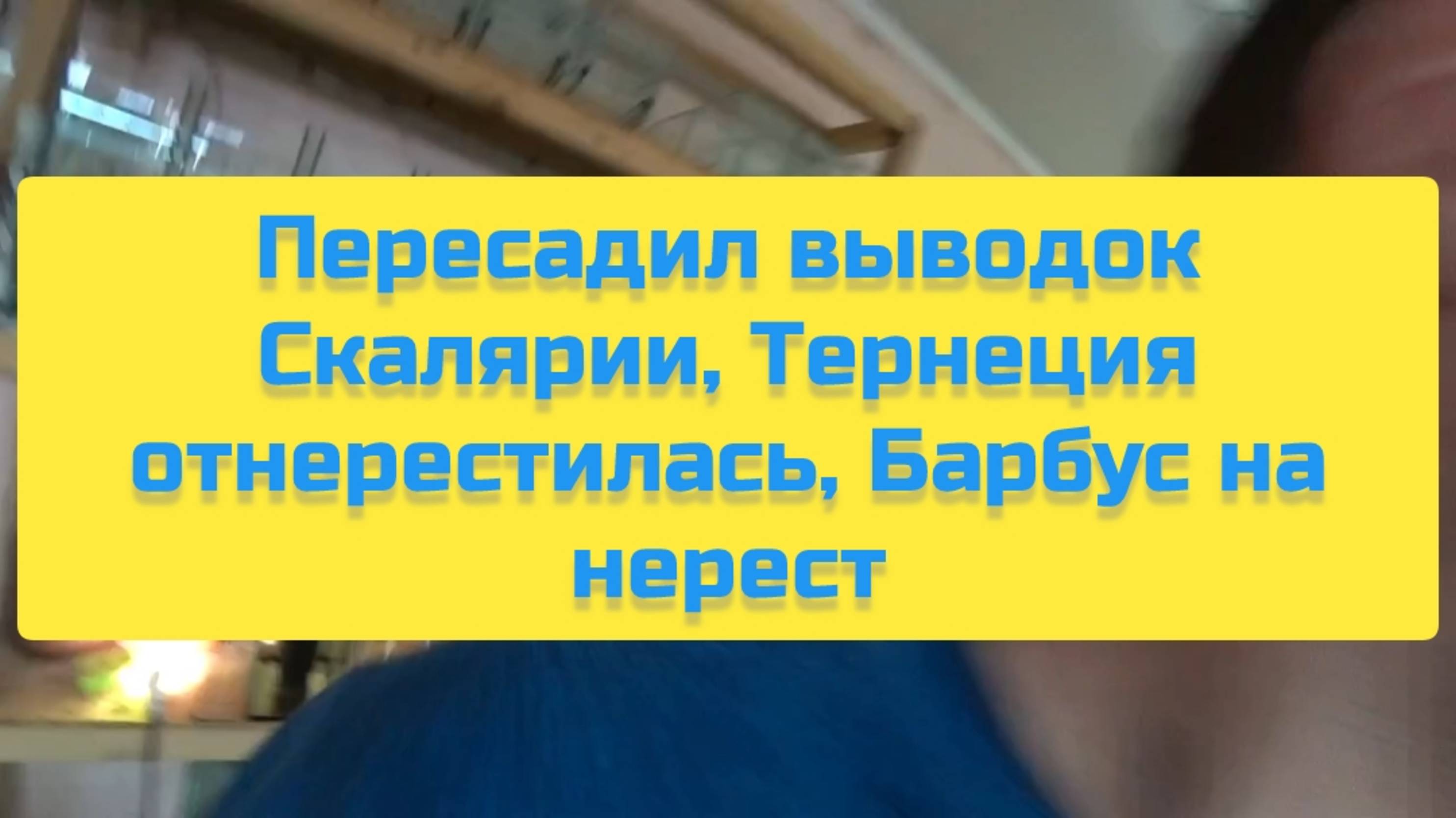 ПЕРЕСАДИЛ ВЫВОДОК СКАЛЯРИИ, ТЕРНЕЦИЯ ОТНЕРЕСТИЛАСЬ, БАРБУС НА НЕРЕСТ смотреть онлайн