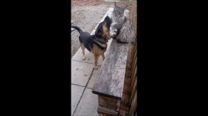 Собака. Кот. Том и Кос