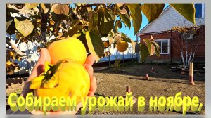 Собираем урожай в ноябре. Частный дом на юге. Ейск.