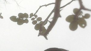 Переношу саженцы на зимнее хранение