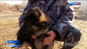 Служебные собаки в УФСИН Адыгеи