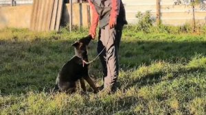 Баларис СОЛНЦЕ,  3 месяца 26 дней.