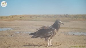 Приоткрывая заповедные двери... «Редкому гостю двери настежь»