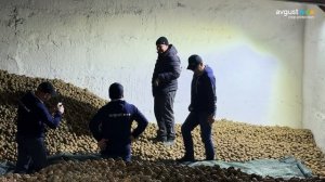 Карагандинская область: полив, урожай 40 т/га и откровенный разговор о сортах, ценах и хранении