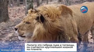 Уникальные кадры: устрашающий рык единственного на Дальнем Востоке лилигра попал на видео