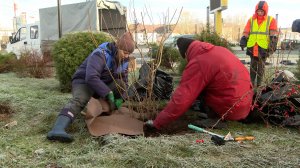 Защита растений перед зимой