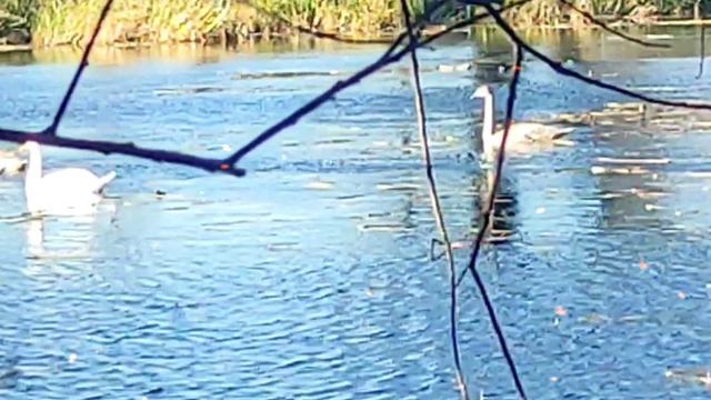 11-11-2025" Симфония лебедей" смотреть онлайн