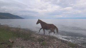 БАЙКАЛ И КОНИ.