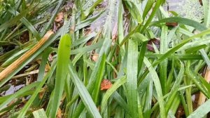 рыба головаль. плавлунец на рыбалке, река теза, деревня хотимль.