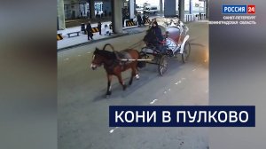 ВЕСТИ 24 Санкт-Петербург от 11.11.2025
