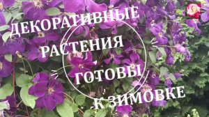 РОЗЫ, КЛЕМАТИСЫ И ДРУГИЕ ДЕКОРАТИВНЫЕ РАСТЕНИЯ ГОТОВИМ К ЗИМЕ