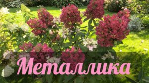 Гортензия метельчатая  « Металлика»