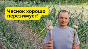 Чеснок перезимует с комфортом и весной быстро тронется в рост