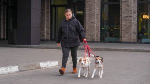 В Петербурге начнут действовать новые правила выгула и содержания собак