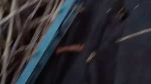 Готовим ЧЕРЕНКИ СМОРОДИНЫ для укоринения молодых кустов!