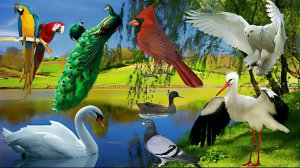 Звуки различных птиц. Интересные моменты с животными