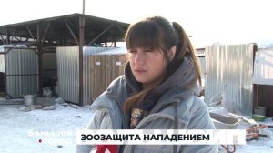 ЗООЗАЩИТА НАПАДЕНИЕМ. Большой город 11/11/2025