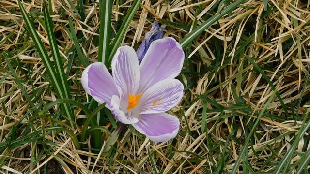 ВИДЕО ПВН  АВ   (48)