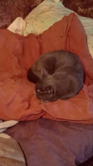 В такую погоду кот Атос любит поспать подольше #shorts #котатос #животные #милота #кошачийсон