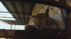 Домашние рыси